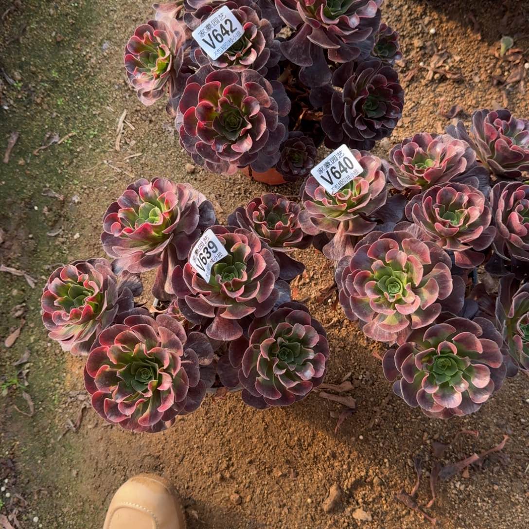 春***。642+640+639组合法师2