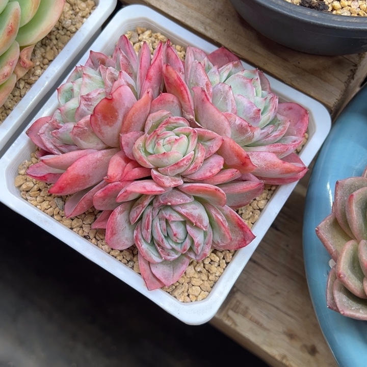 黄莺 群生 夏鸣园艺