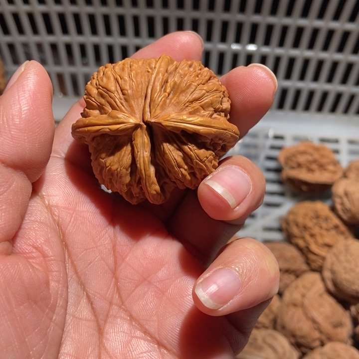 木***李核桃白狮子连体尺寸47有黄