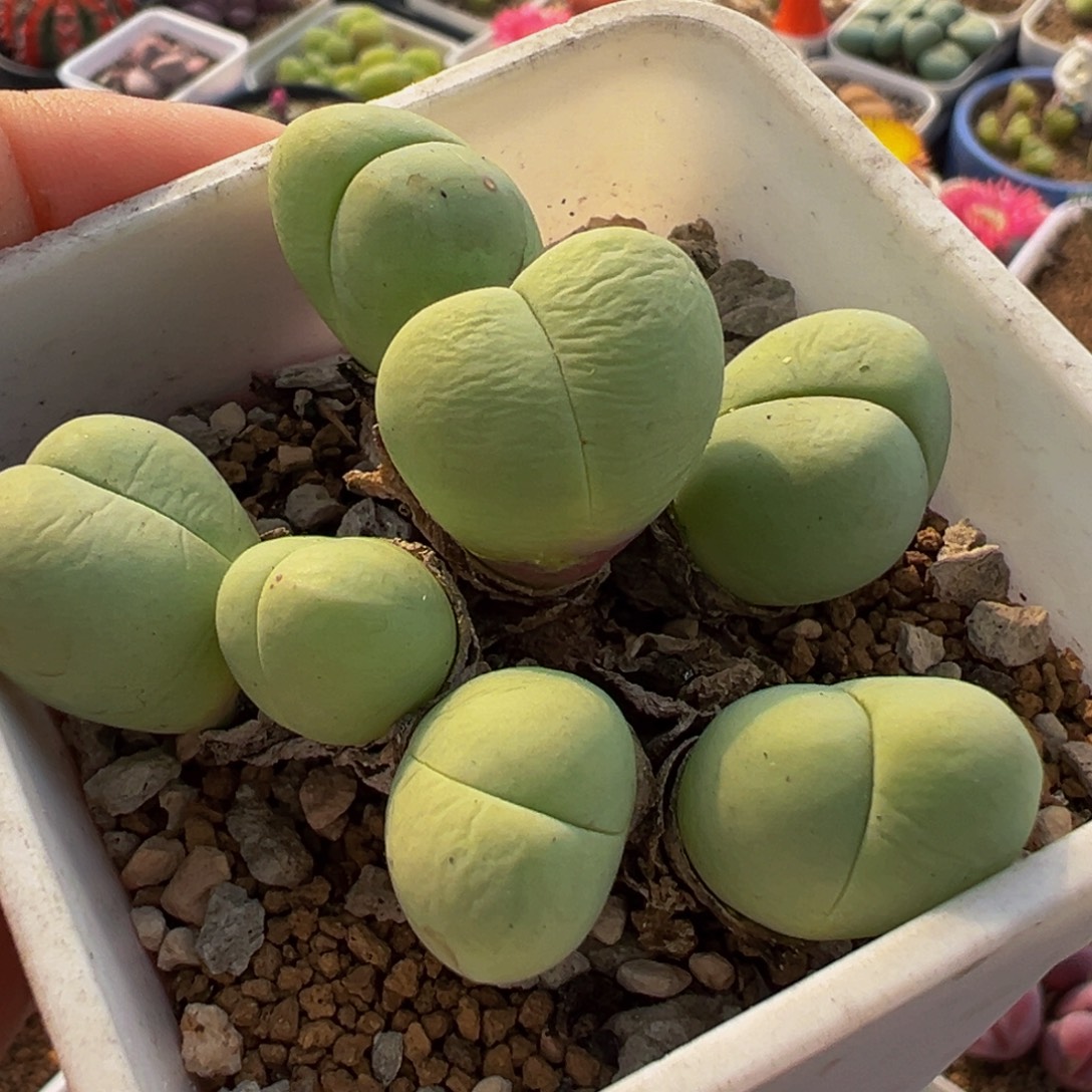 225多肉植物种类多样