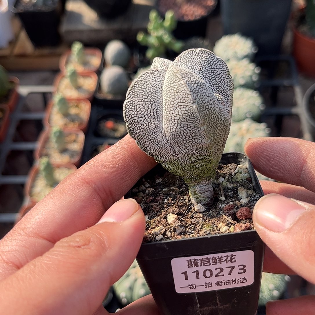 墨***凌110272一物一拍单头