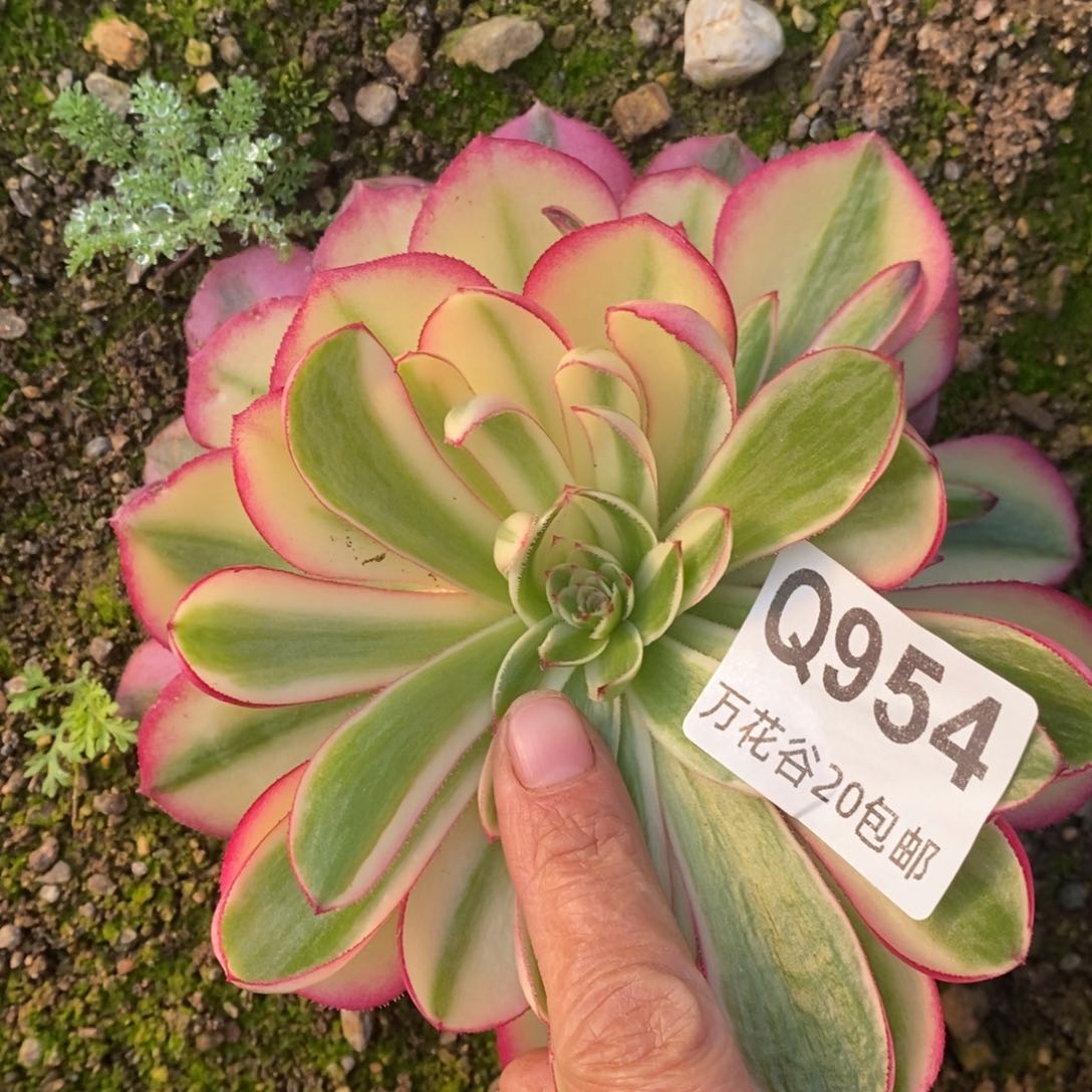 954倾城多肉植物