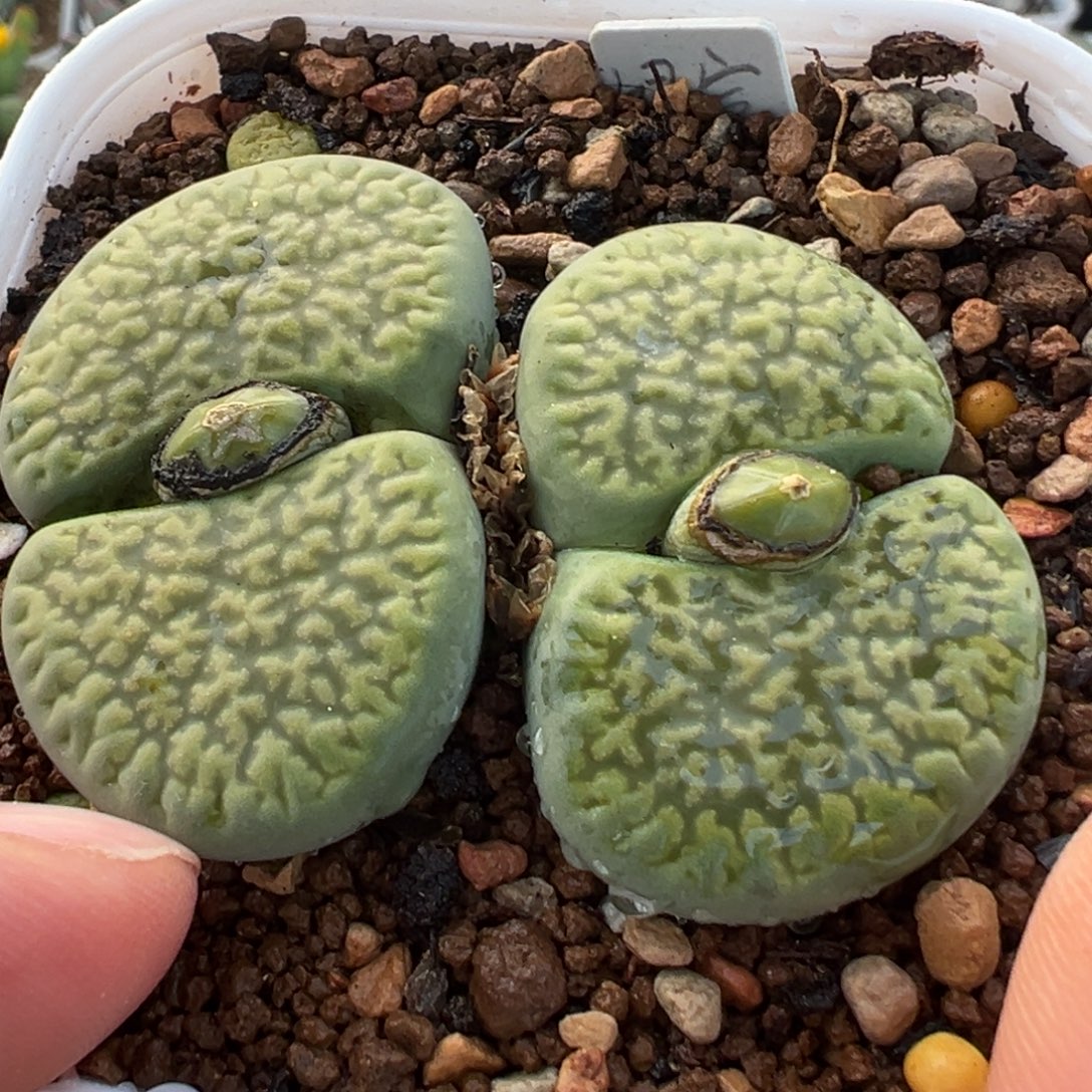 脑纹绿富贵多肉植物百科
