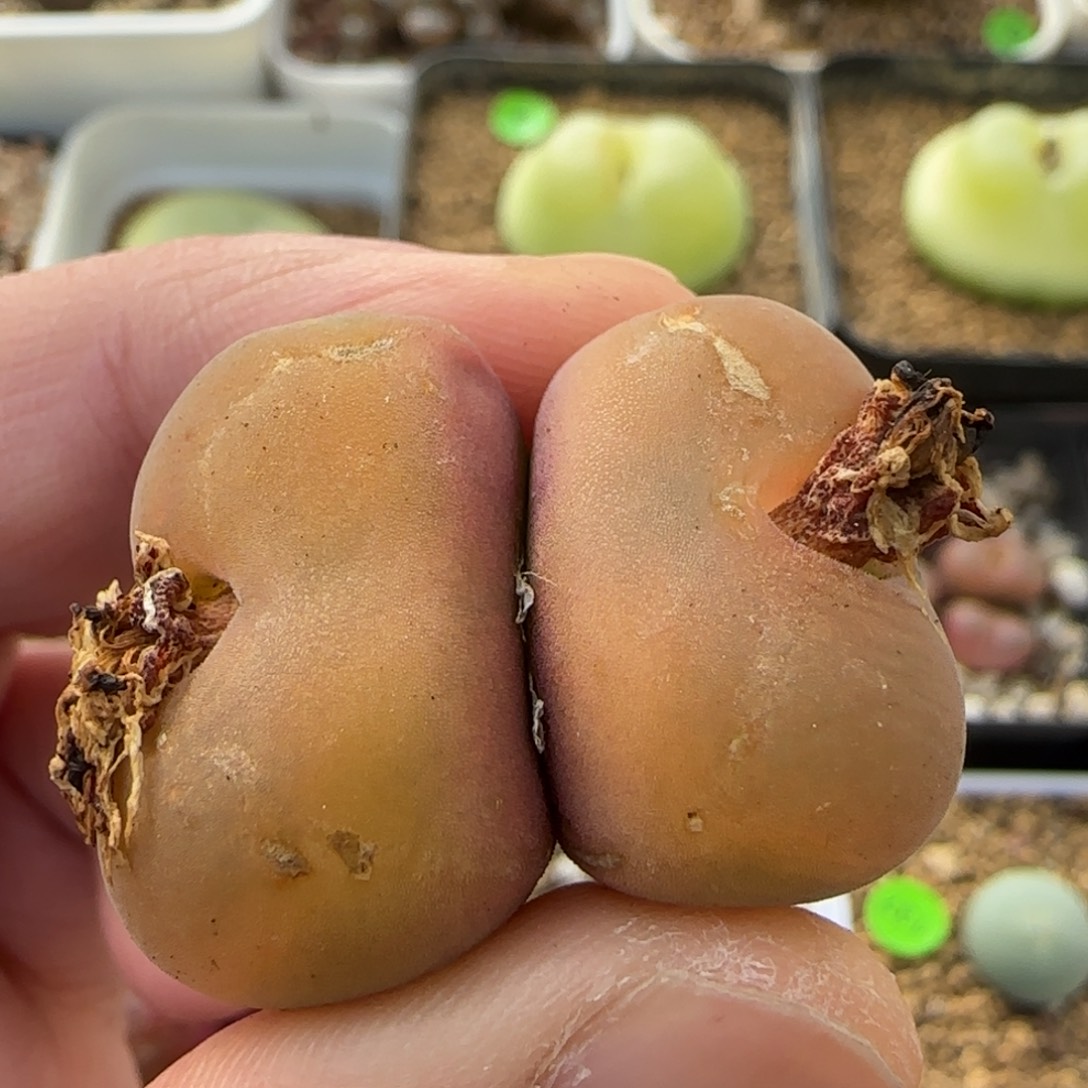 磨砂双头多肉植物223