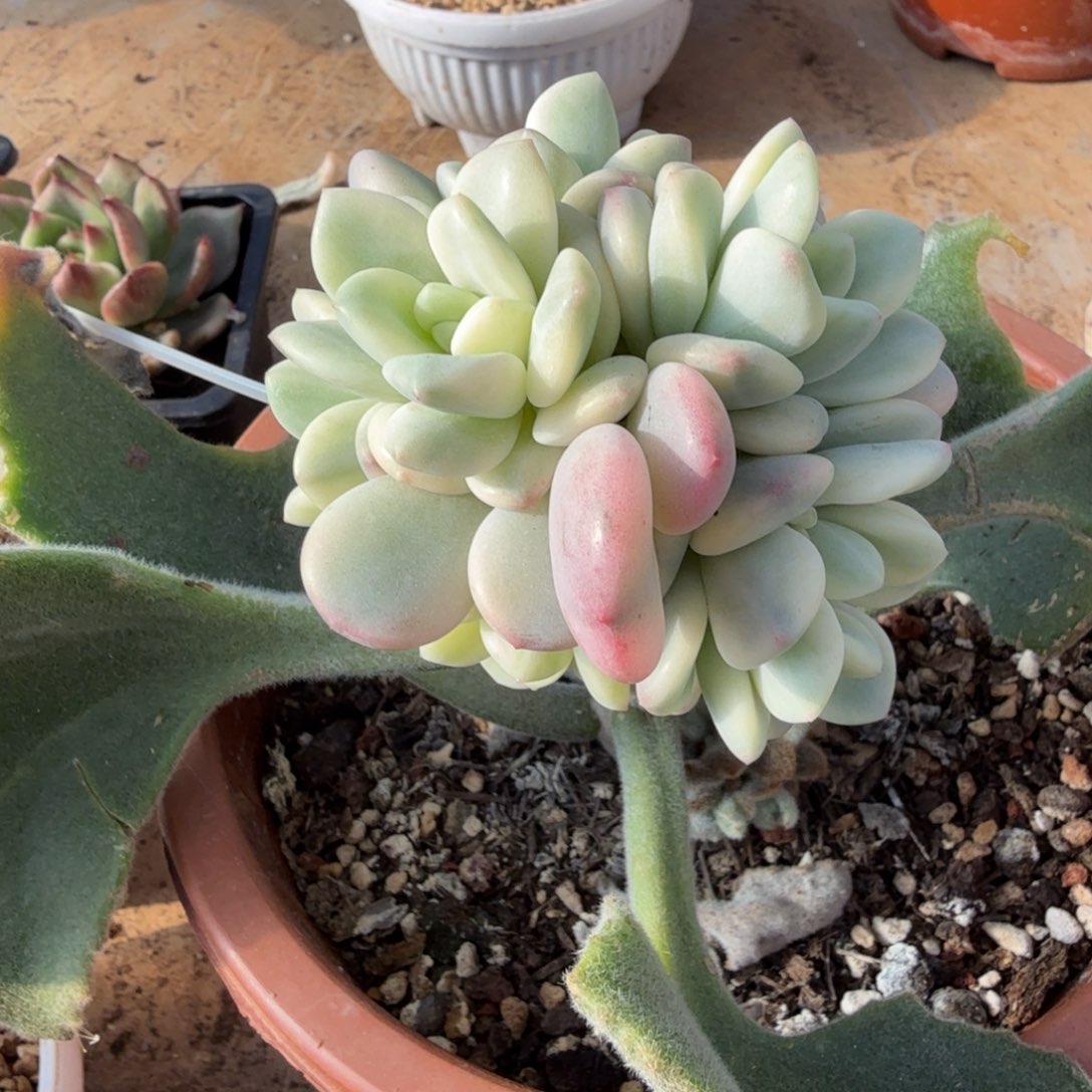 香水锦群，多肉锦多肉