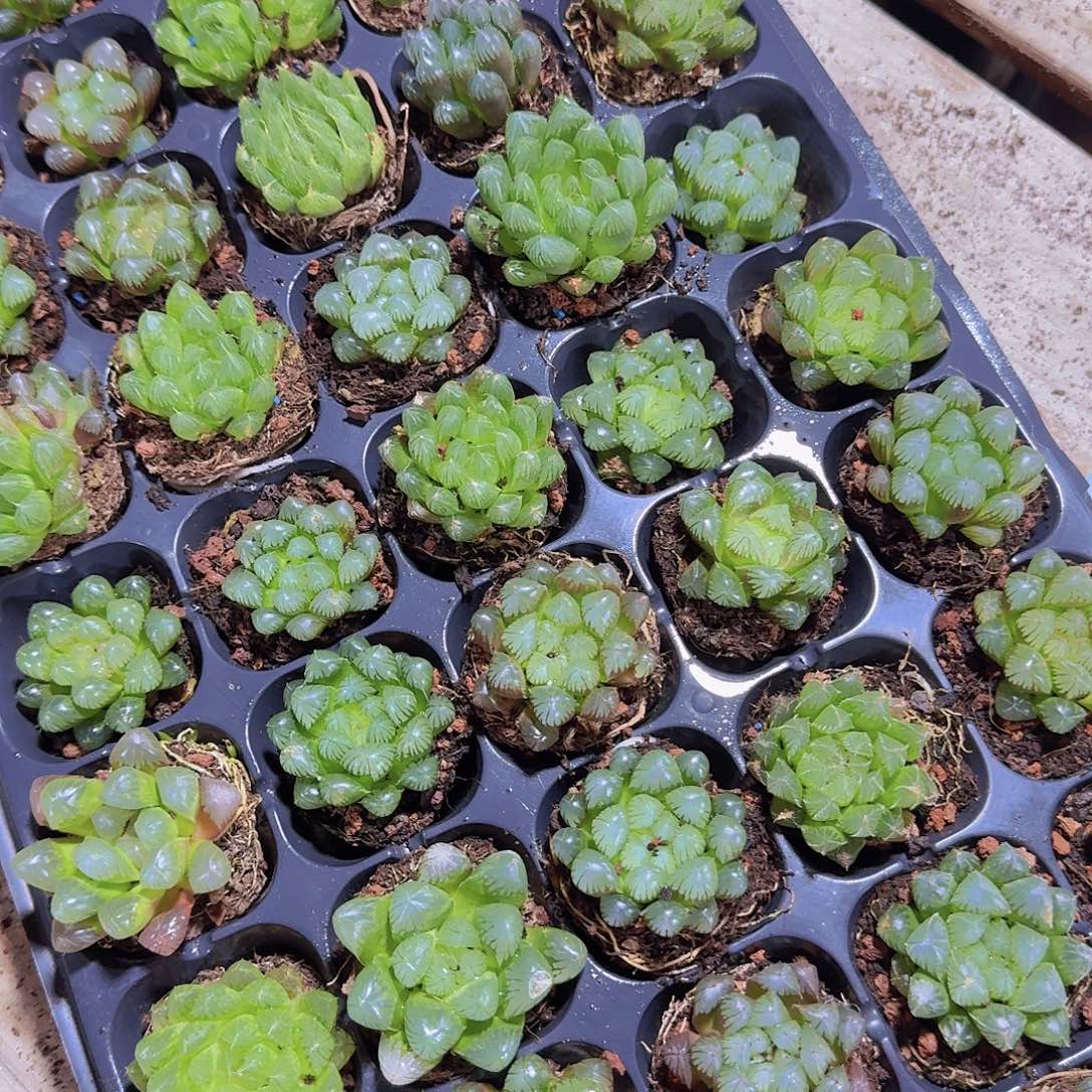 50孔玉露10颗福利