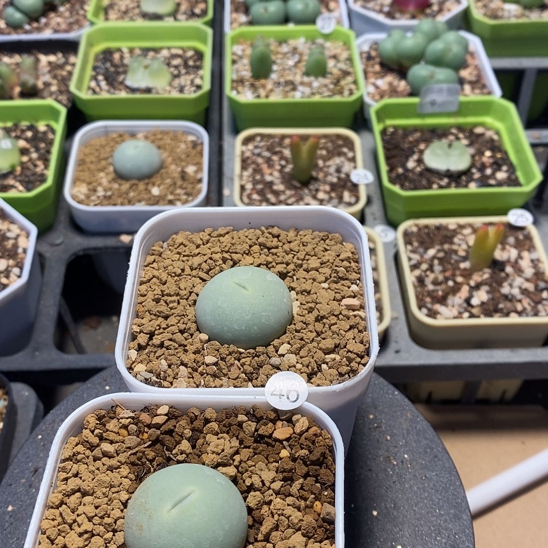 鸽子蛋2个多肉植物46号