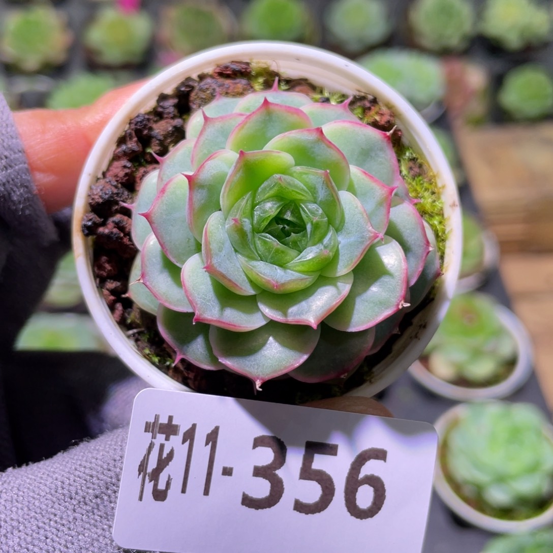 花利美11-356珍妮