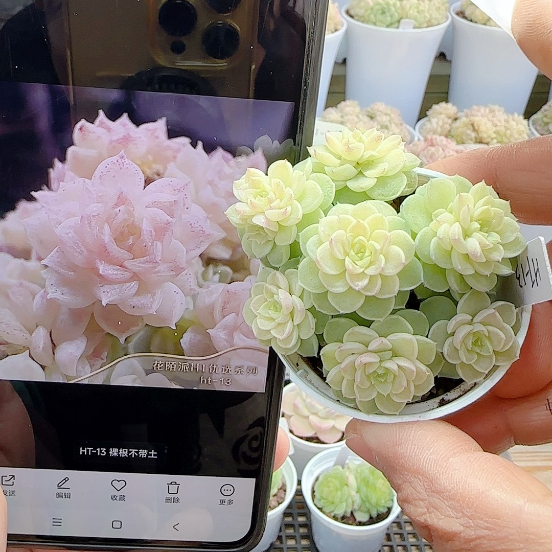 1209-13（ht-13）优选