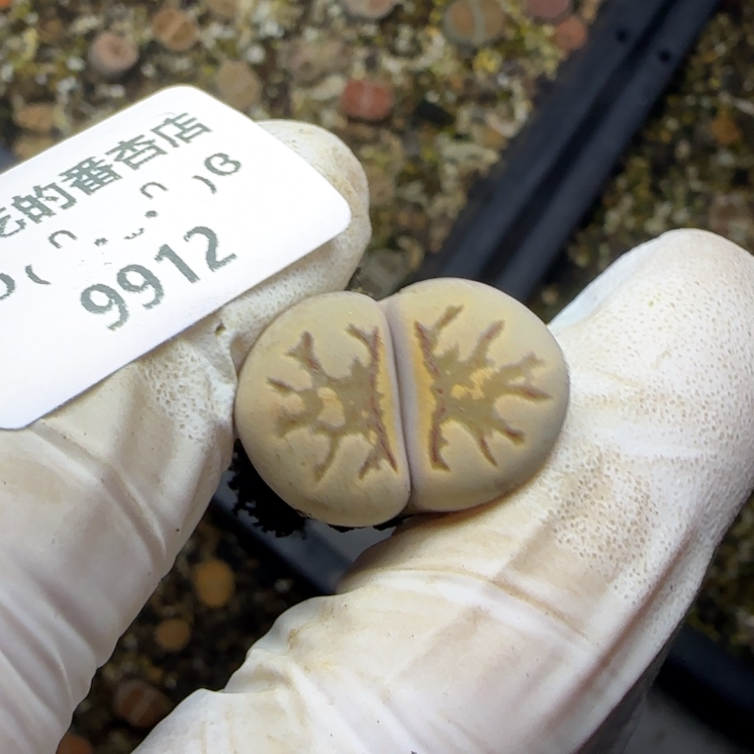 我***饭9912。默认脱土。18包邮。偏远88包邮