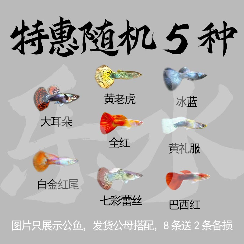 特惠福利随机孔雀鱼8+2备损小型淡水热带观赏鱼胎生鱼