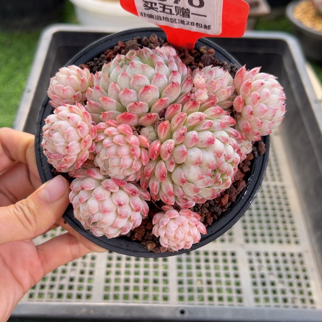 表妹精品多肉1570.