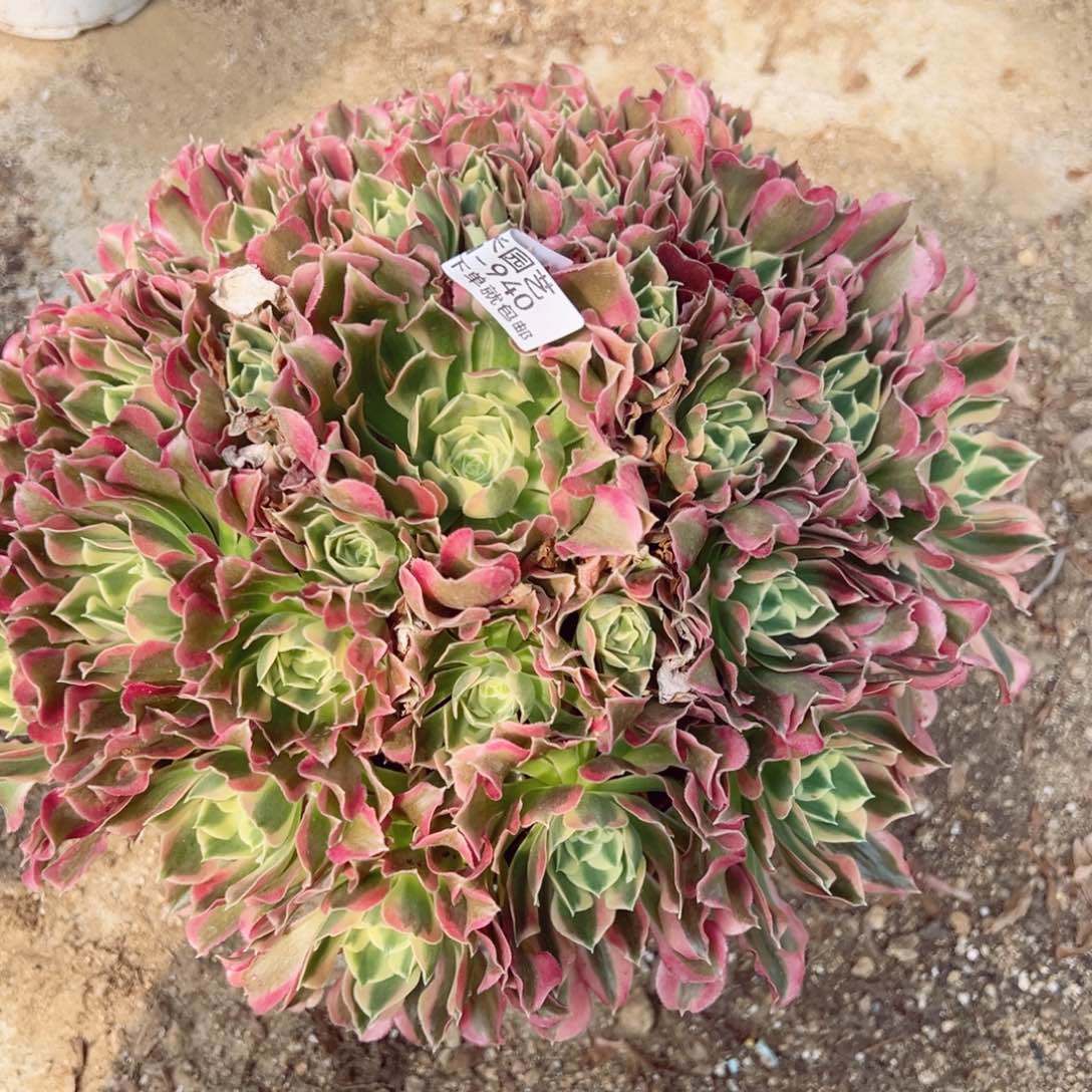 梅**乡雨花石多肉植物940
