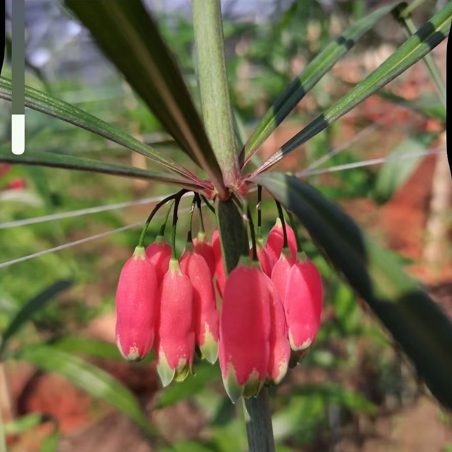 悬崖之上的野红花多花绿植3