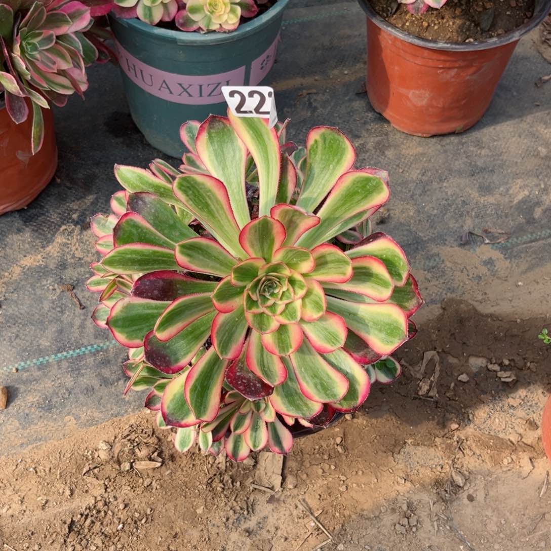 222冰淇凌多肉植物