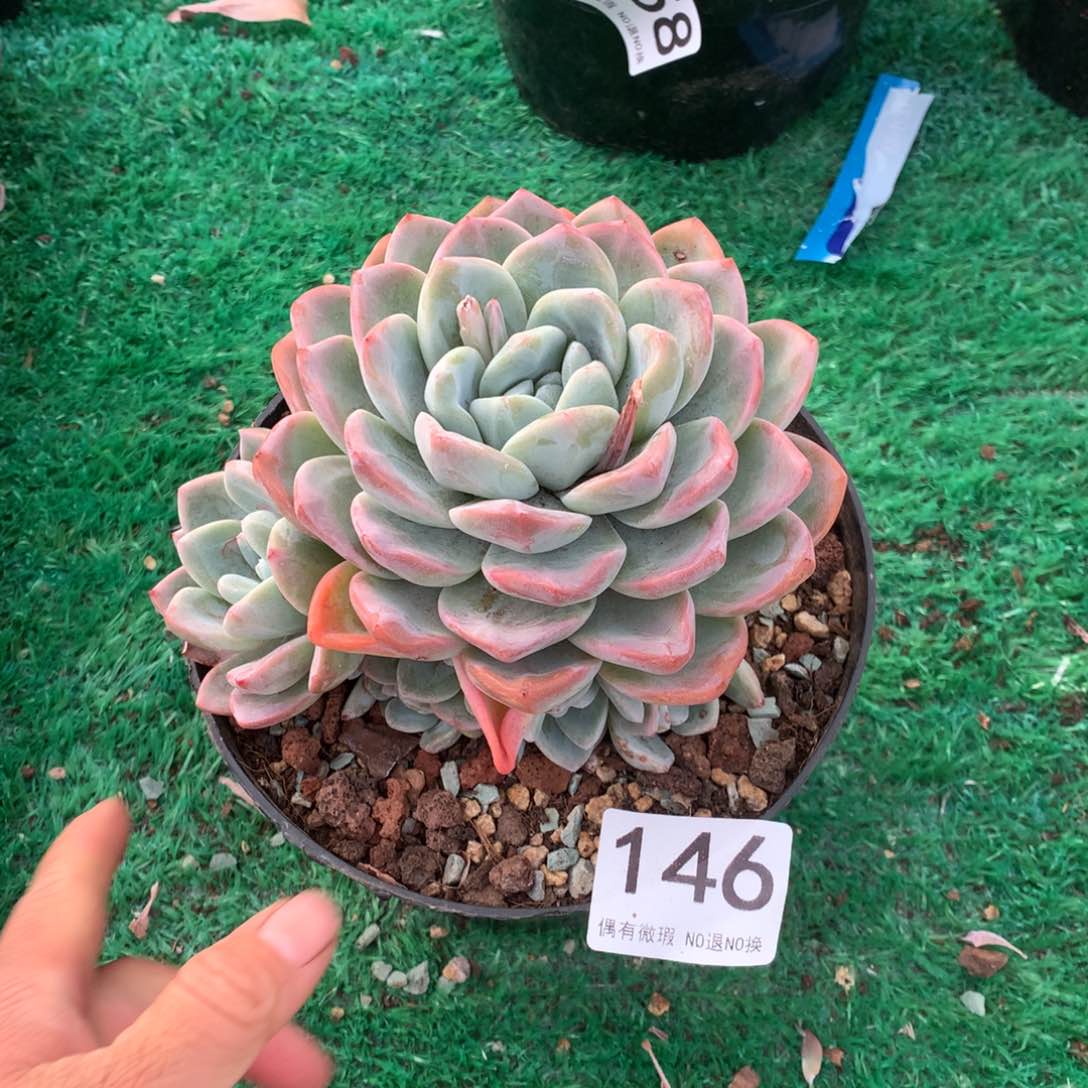 146冰玉手捧多肉植物13头