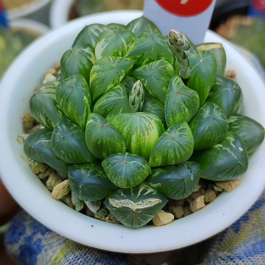 37号塑料瓶 6厘米左右一物一拍带盆满38包邮发货