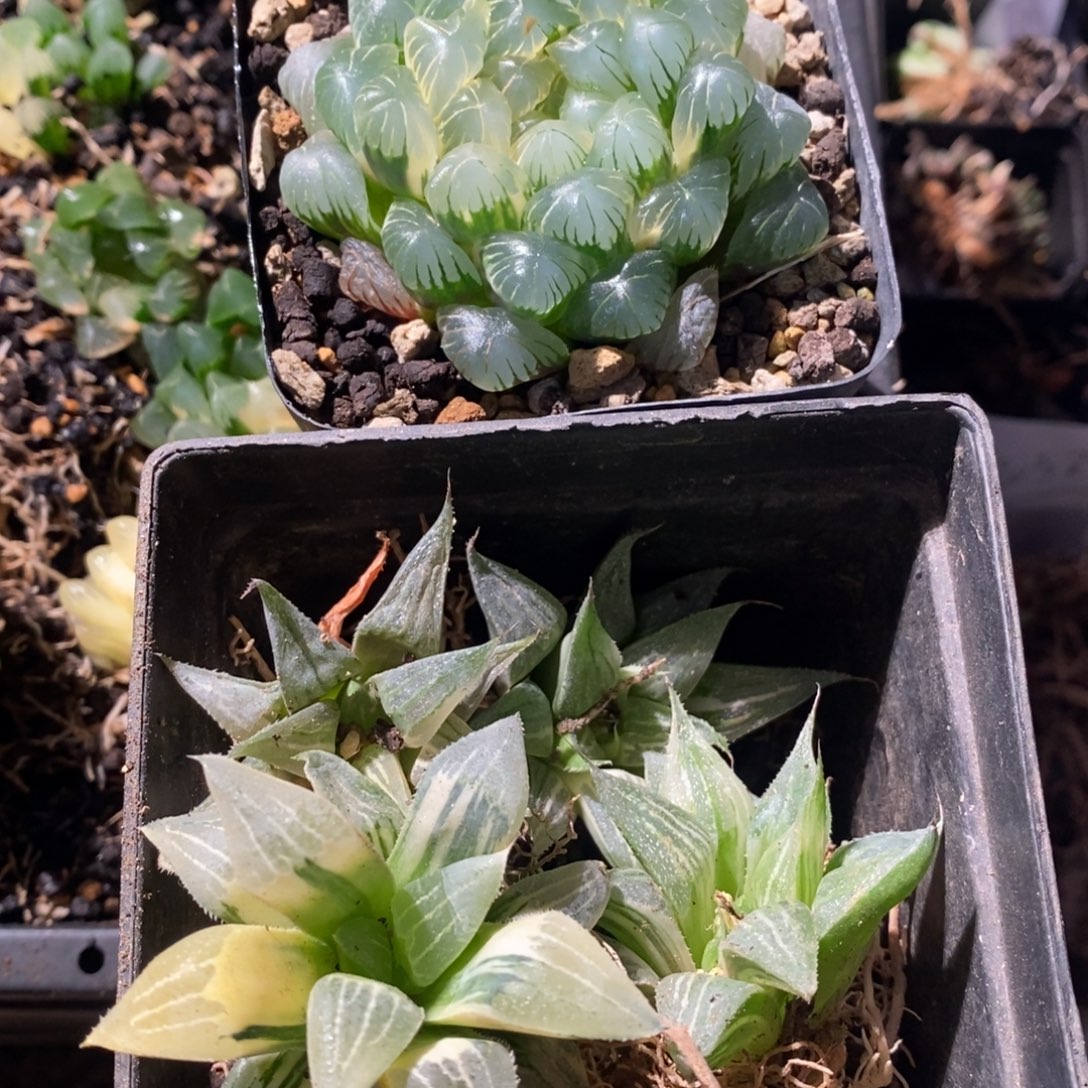 钰***2065 两盆一起 新粉福利