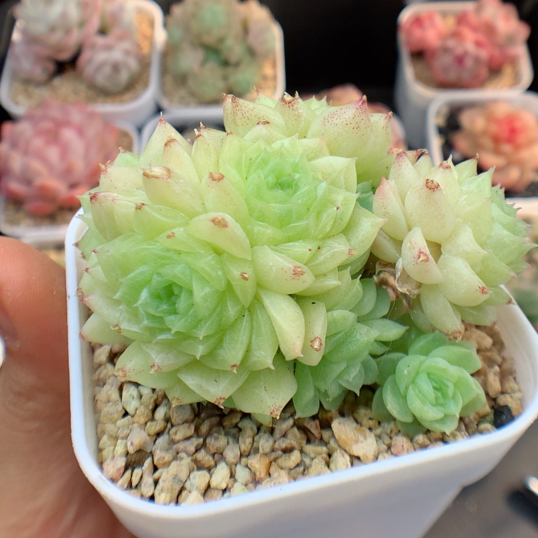 多肉植物。 麦秆26