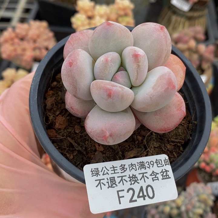 香水单头240多肉植物