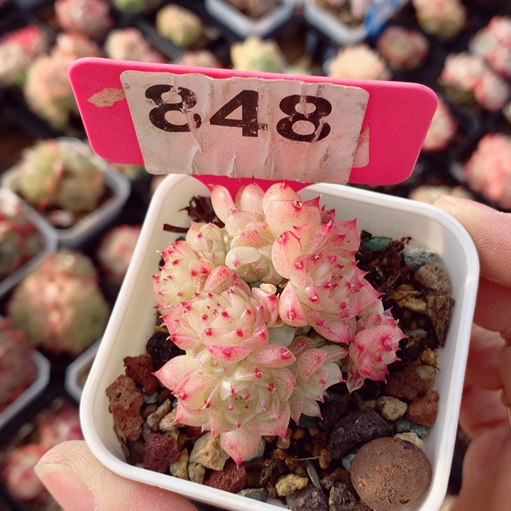 麦秆5cm不包整群