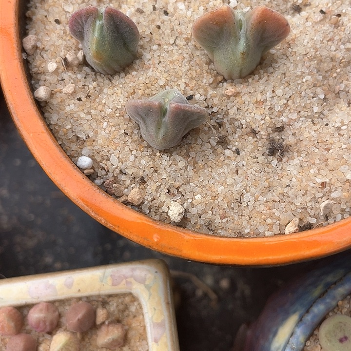 短耳姬空蝉一颗。       