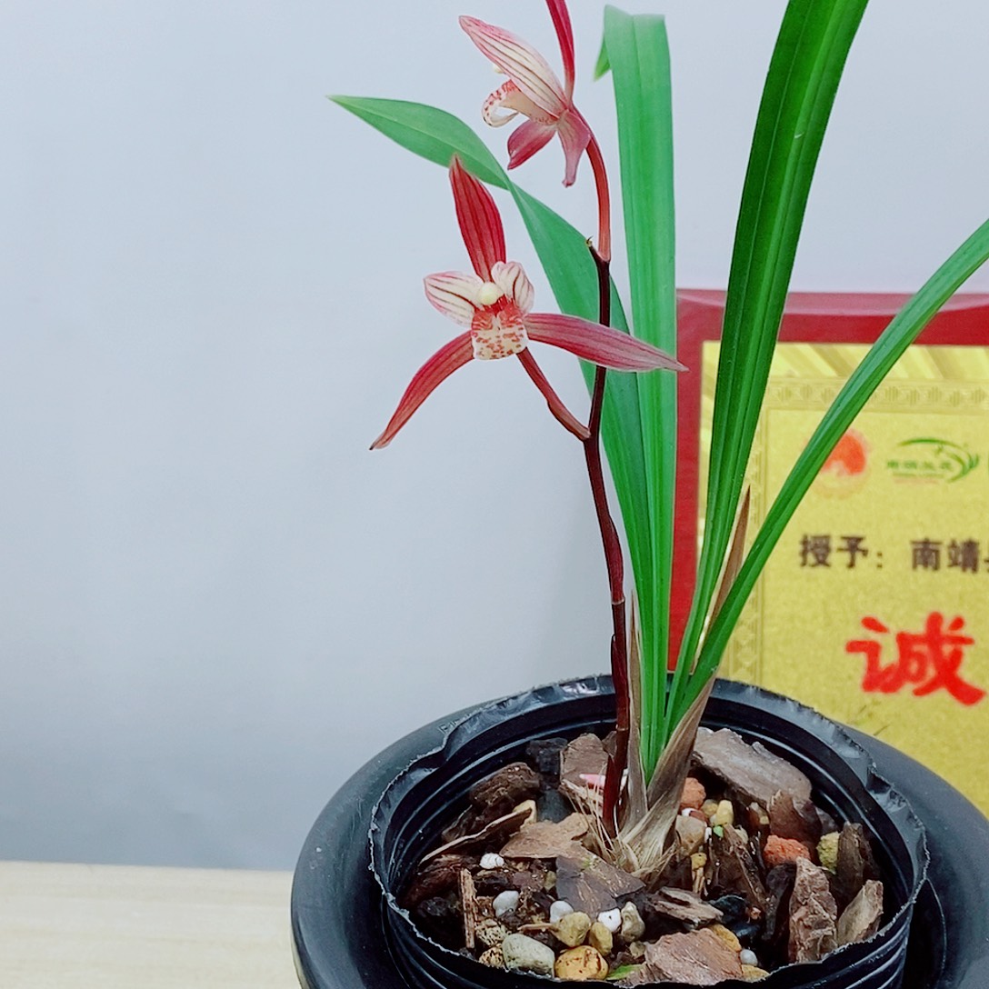 当前无花栽培后可以开花