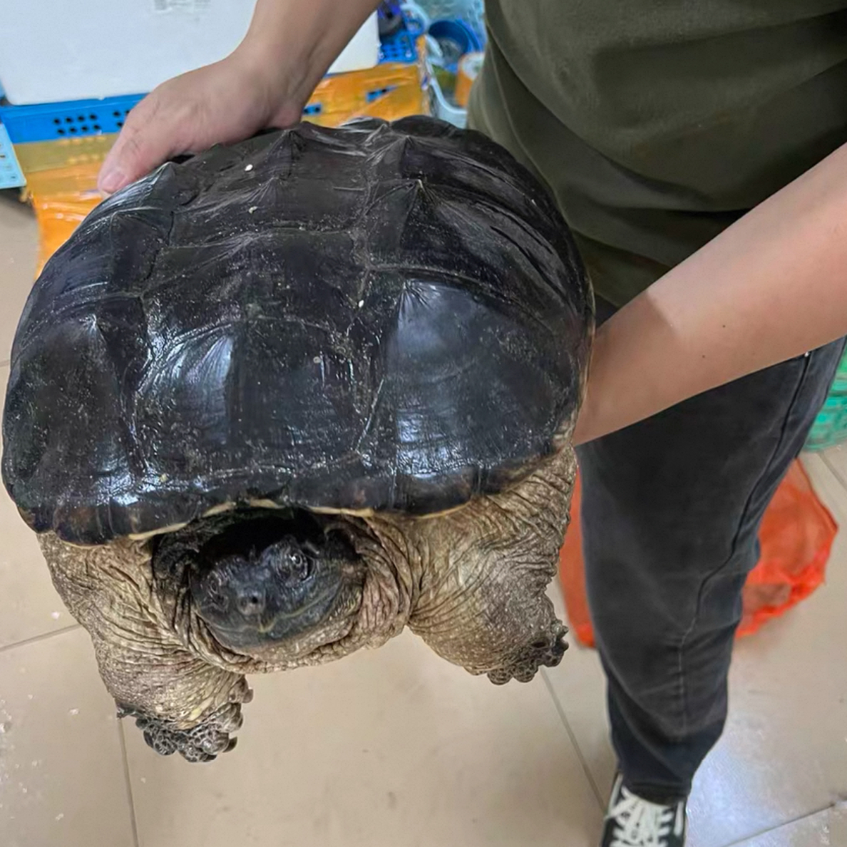 好品质 鳄鱼龟一物一拍 直播间挑好再下单