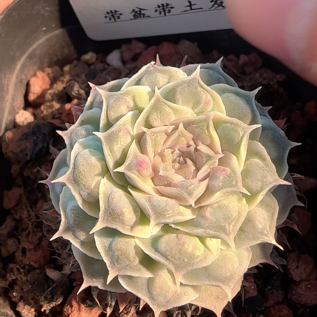 多肉1207-80福利福利