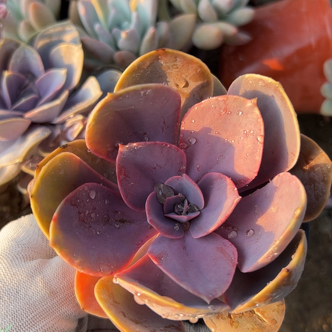 DVD咯哦哦粉呃呃呃呃