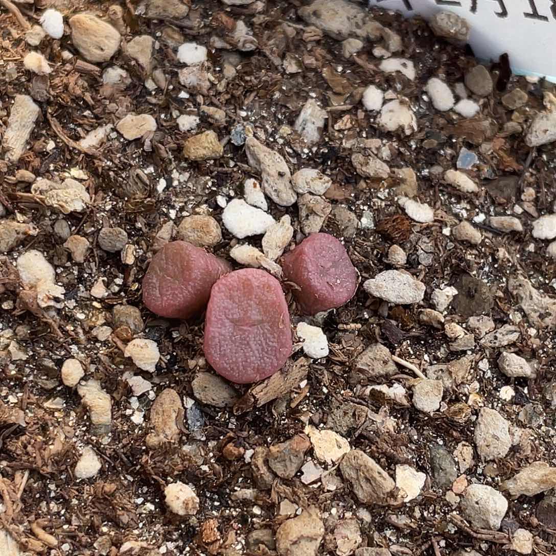 18-3猪鼻子多肉植物