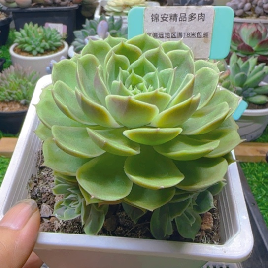 锦安锦品多肉植物406