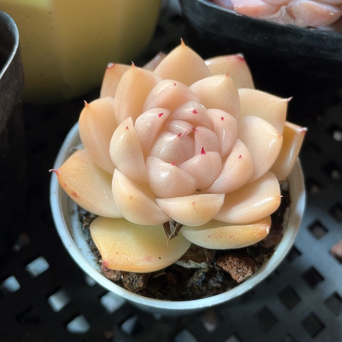 优选麦秆福利983