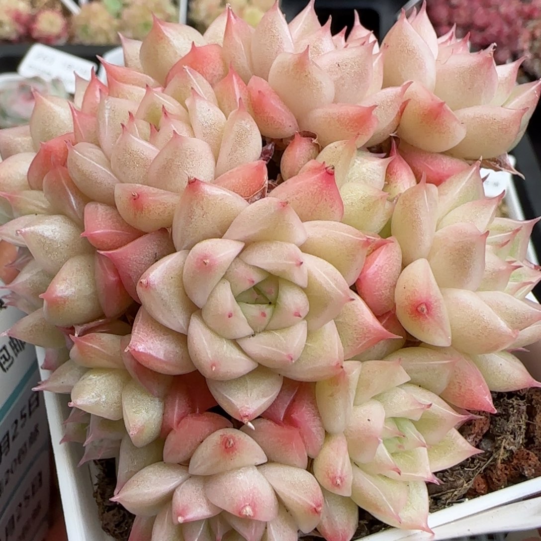 雪****光花语逸镜0125-276