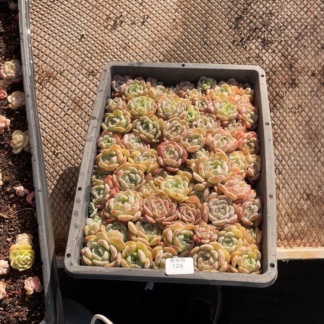 包****126。 定。            