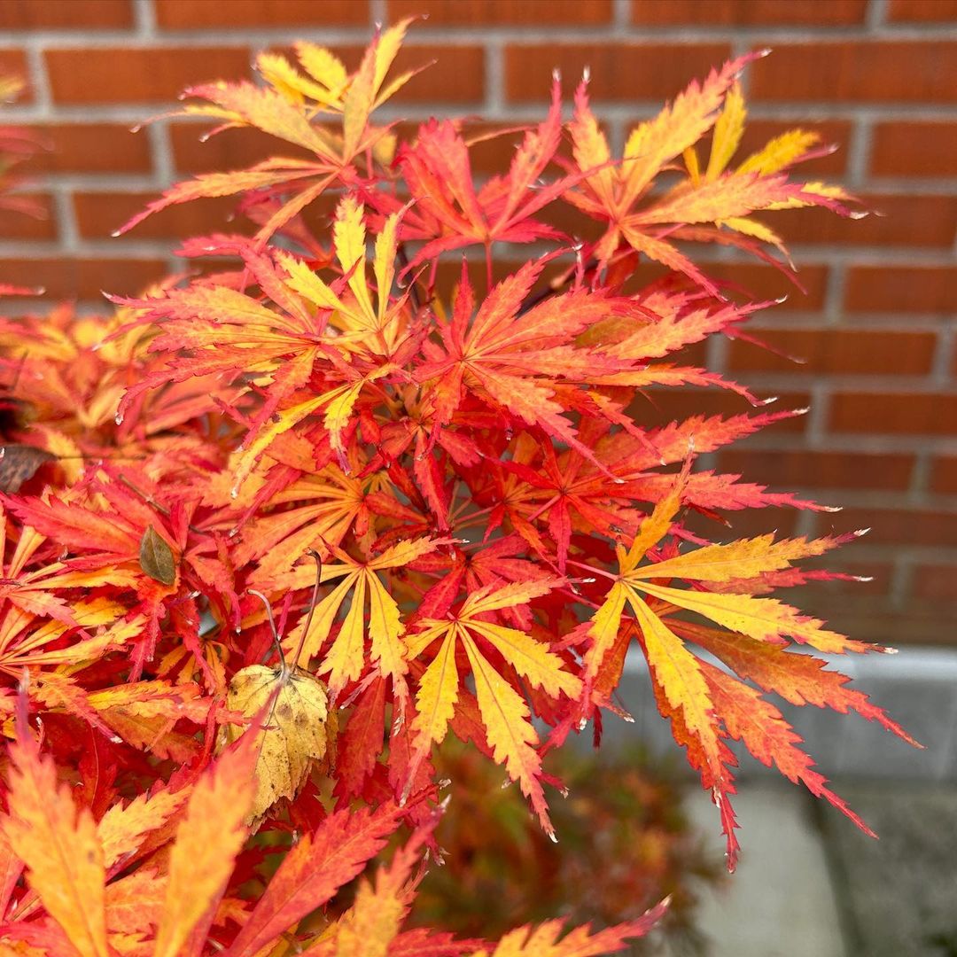 【杰瑞施瓦兹】枫享家枫树庭院阳台植物新品种枫树