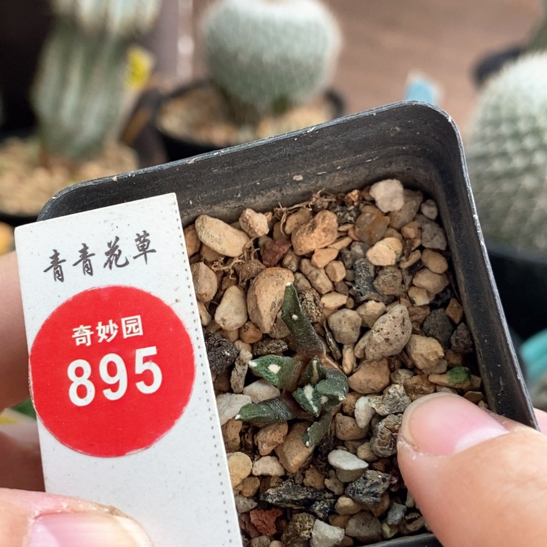 实生四年半黑牡丹一颗仙人球