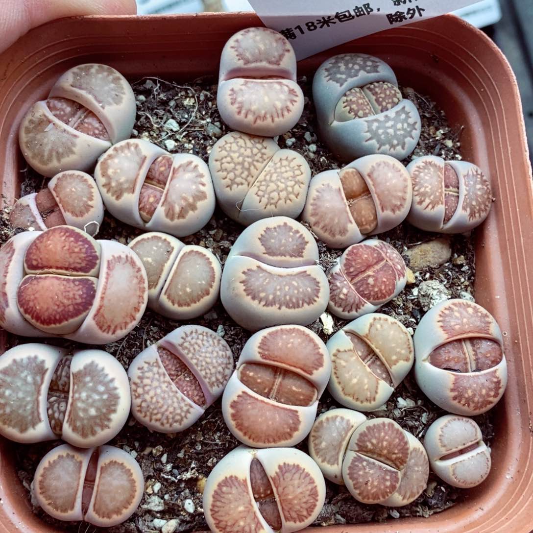 我的小姐姐们都是我145
