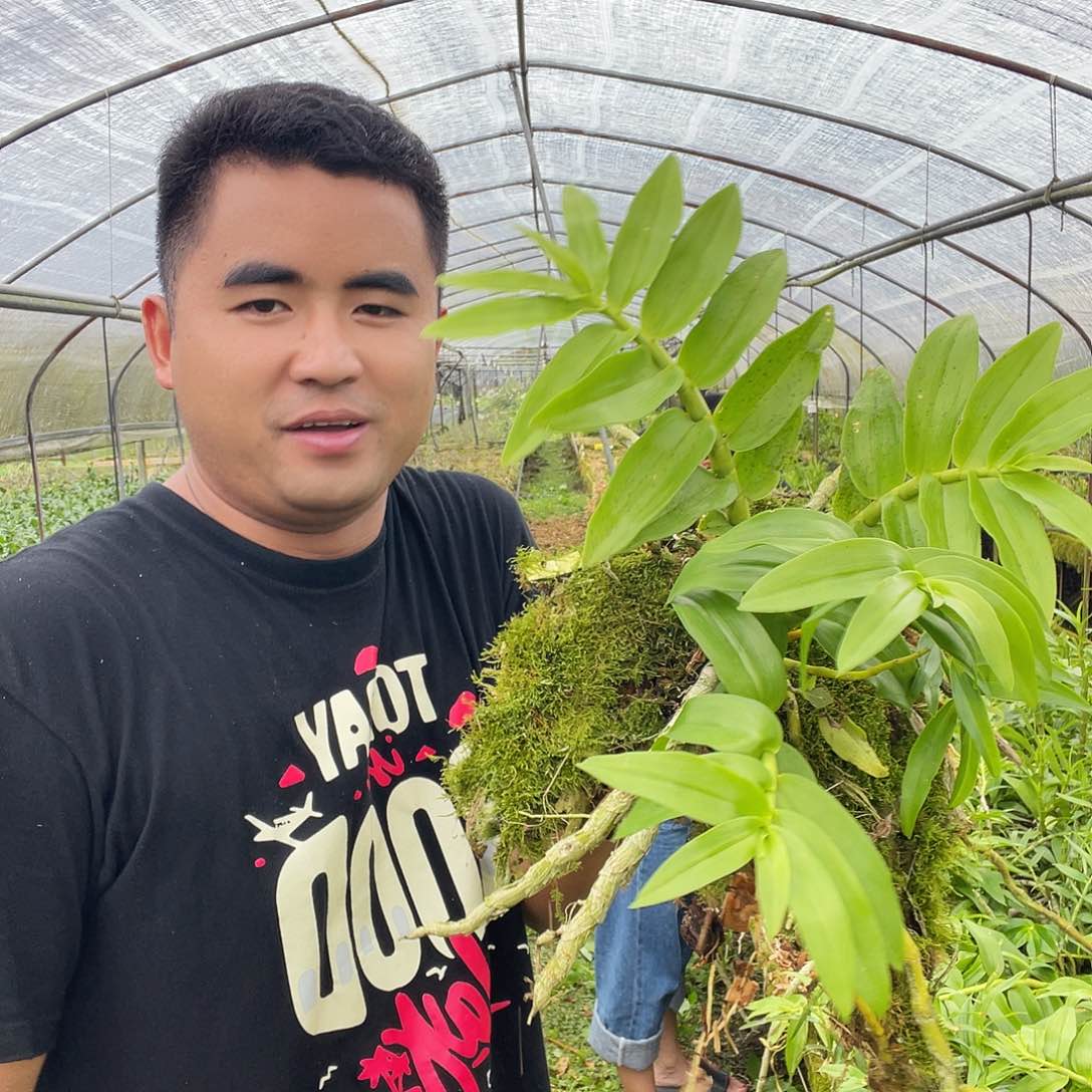 当前无花朵，栽培后可花朵7