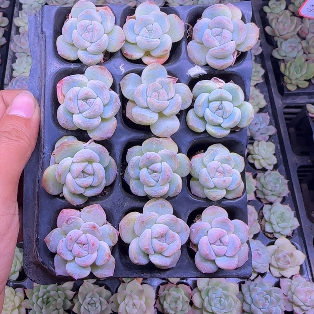 无花朵穴盘3厘米12颗