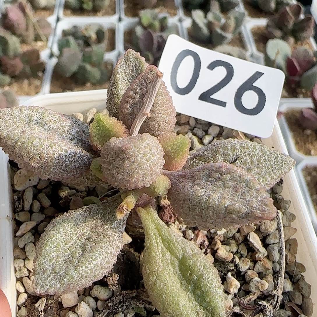 老品种水泡 出售整盆