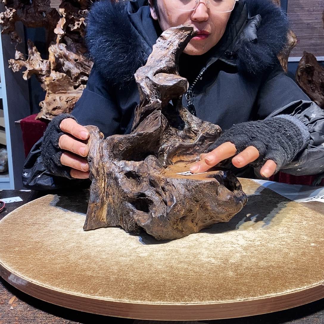 光***焰827。株木随行根艺