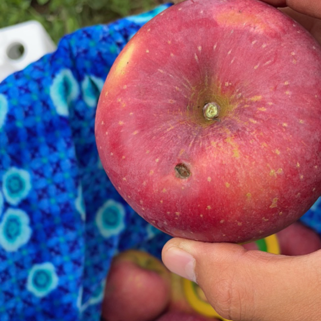 云南昭通新鲜苹果