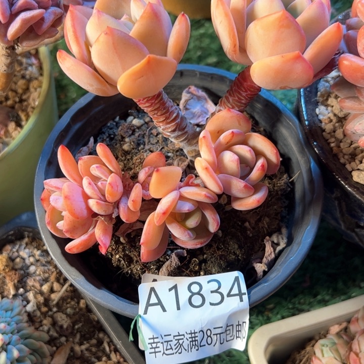 幸运的是我的朋友