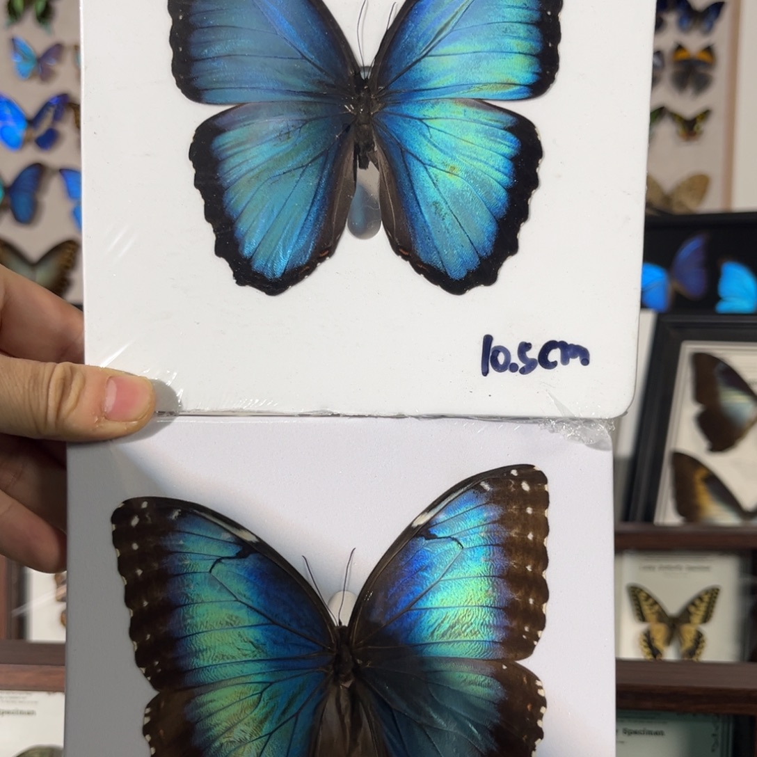 实木双层款黑绒梦幻加贝雷黑框