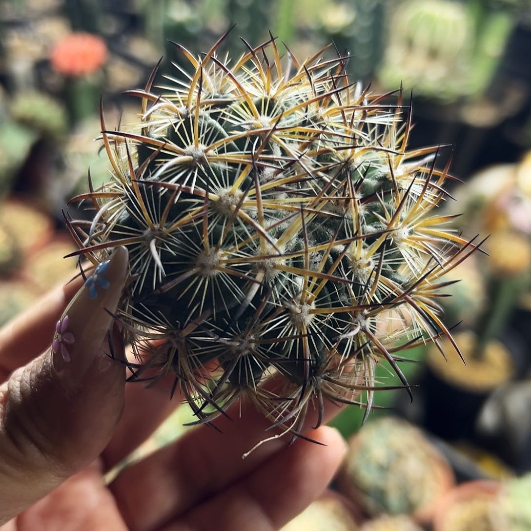 虎抓仙人球111111111111