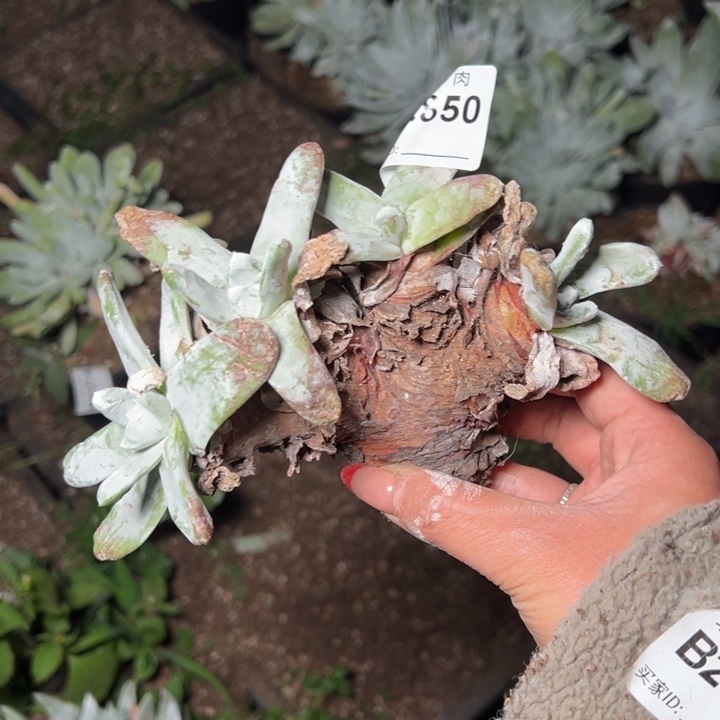 850瑕疵哈哈哈哈哈哈哈