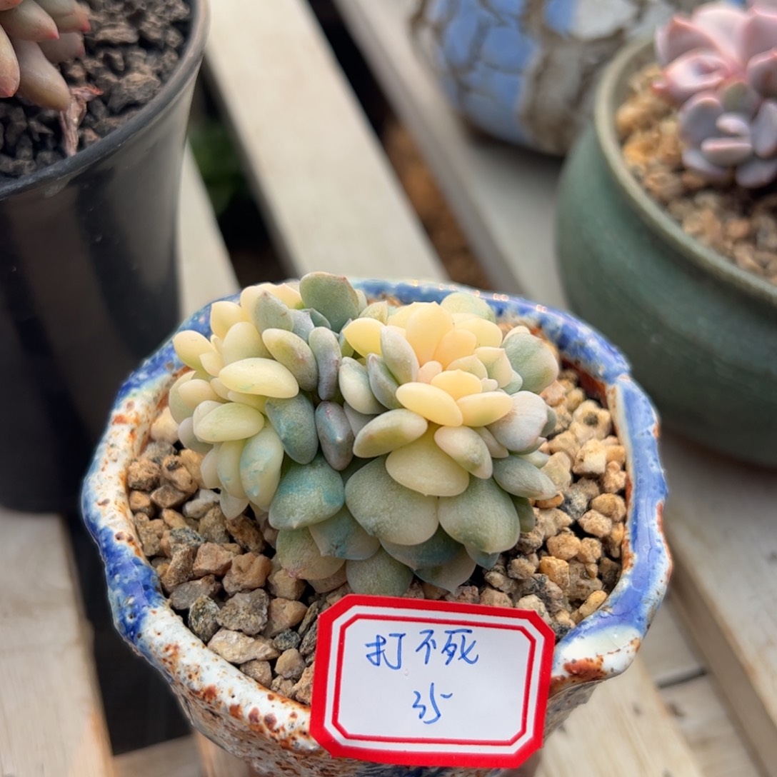 多肉植物多肉植物