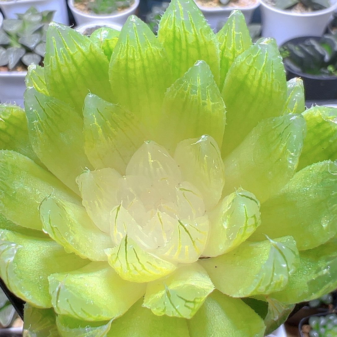 白莲花玉露多肉多肉多肉