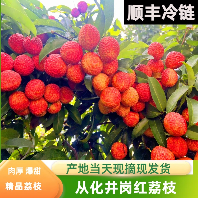 广东从化井岗红荔枝新鲜现摘当季水果顺丰冷链发货